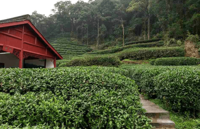 Чайная деревня Hangzhou Long jing shan